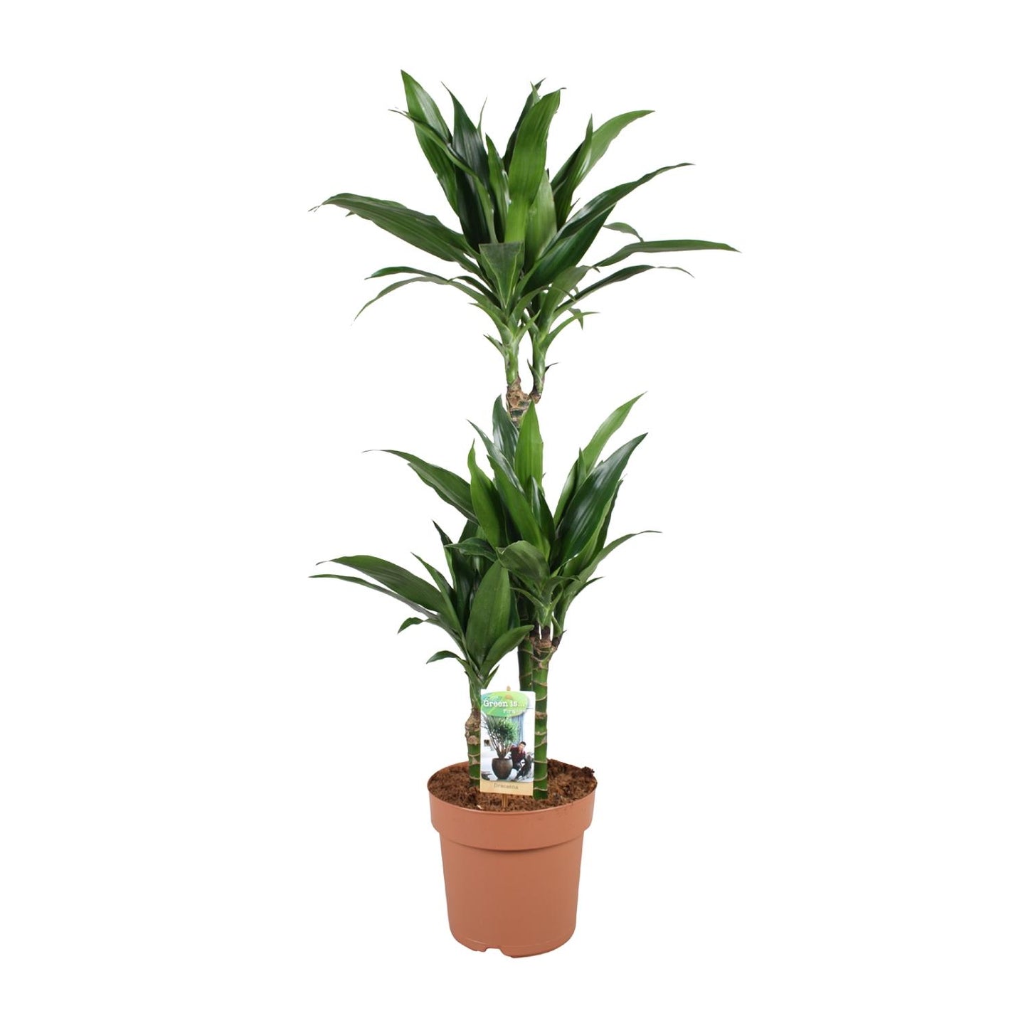 Dracaena Janet Craig – Pflegeleichter Drachenbaum Ø21cm, 100cm hoch
