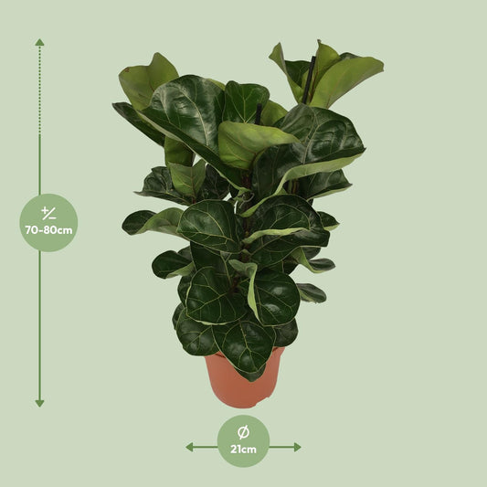 Ficus Lyrata - pflegeleichter Zimmerbaum Ø21cm, 80cm hoch