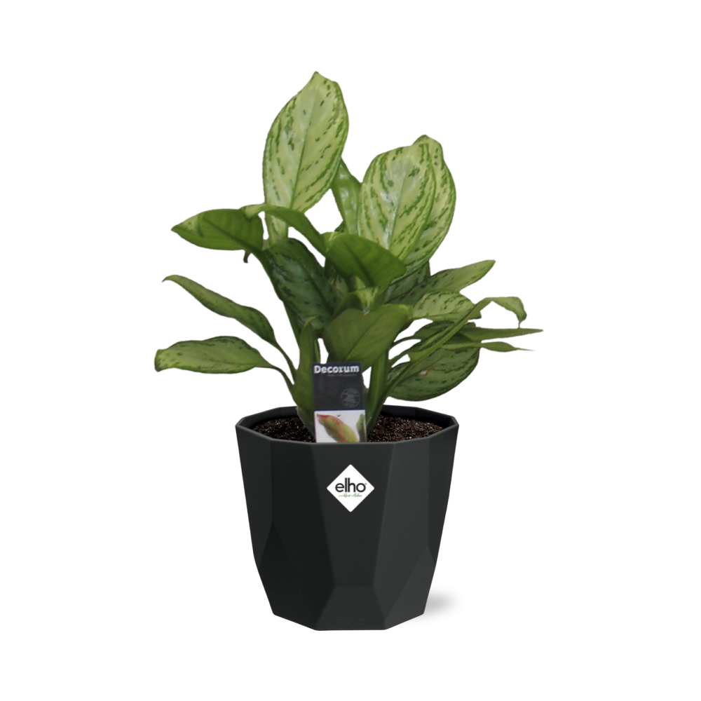 Aglaonema Christina – pflegeleichte Zimmerpflanze 14cm