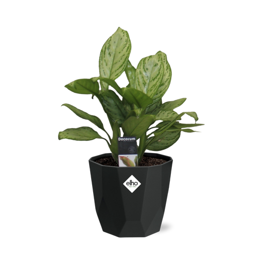 Aglaonema Christina – pflegeleichte Zimmerpflanze 14cm
