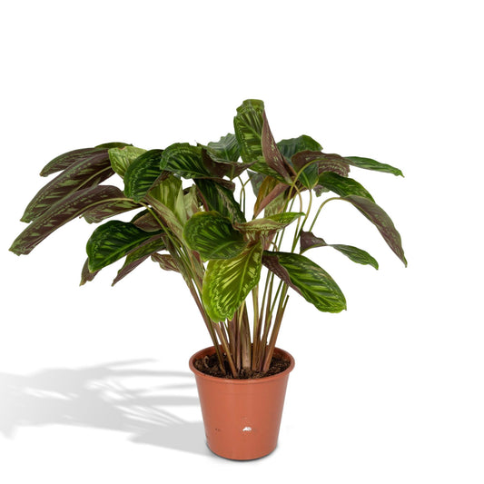 Calathea Flamestar – Pfauenpflanze Ø19cm, ca. 75cm hoch