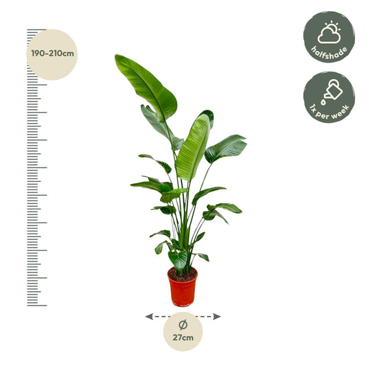 Strelitzia Nicolai – Weißer Paradiesvogel XXL-Pflanze