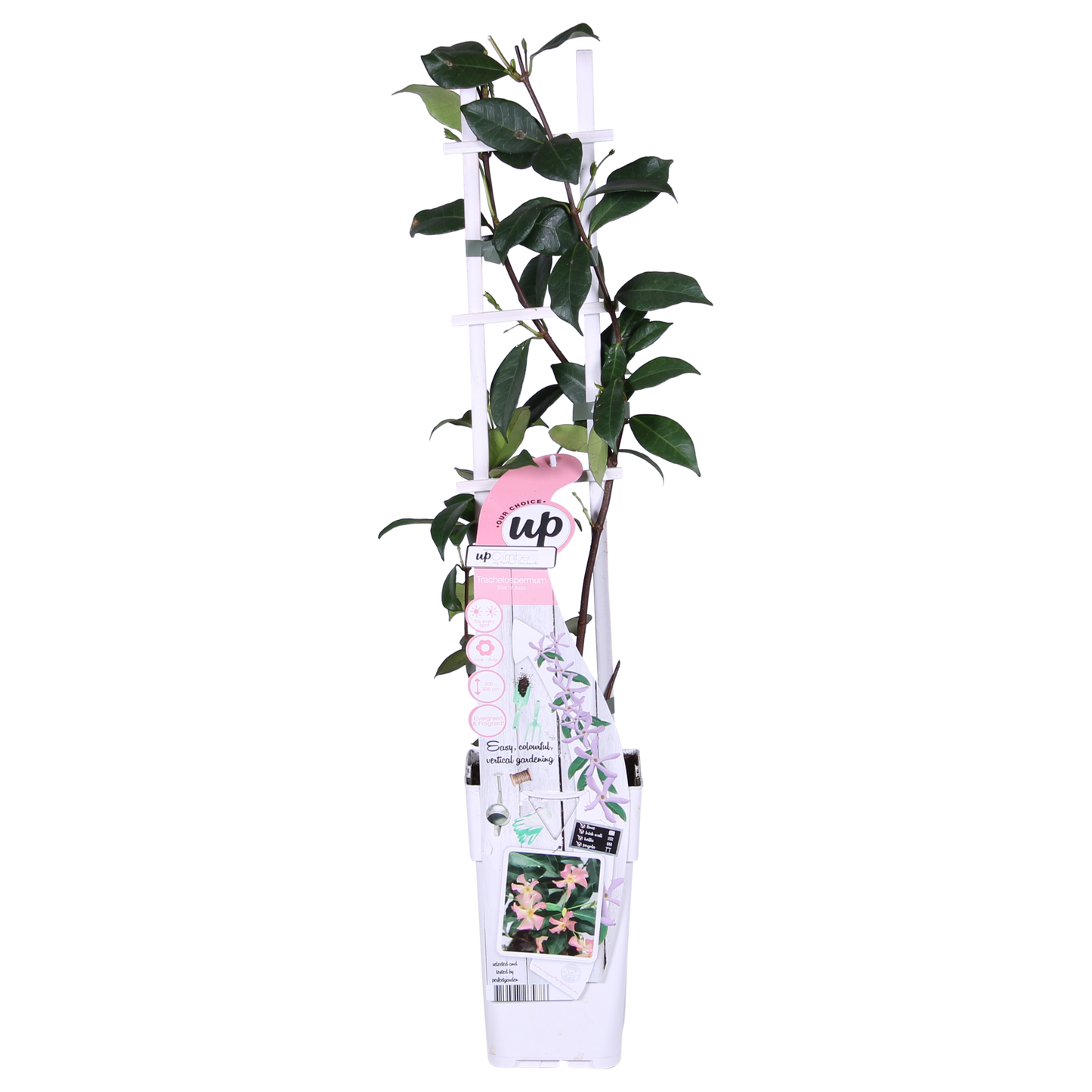 2x Trachelospermum 'Star of Ibiza' – Immergrüne Kletterpflanzen Ø15cm