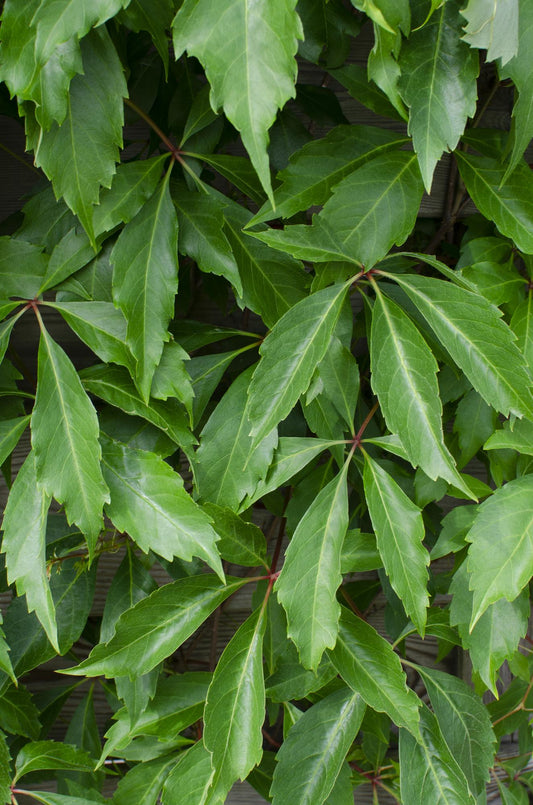 3x Parthenocissus quinquefolia 'Engelmannii' – Kletterpflanze Ø15cm