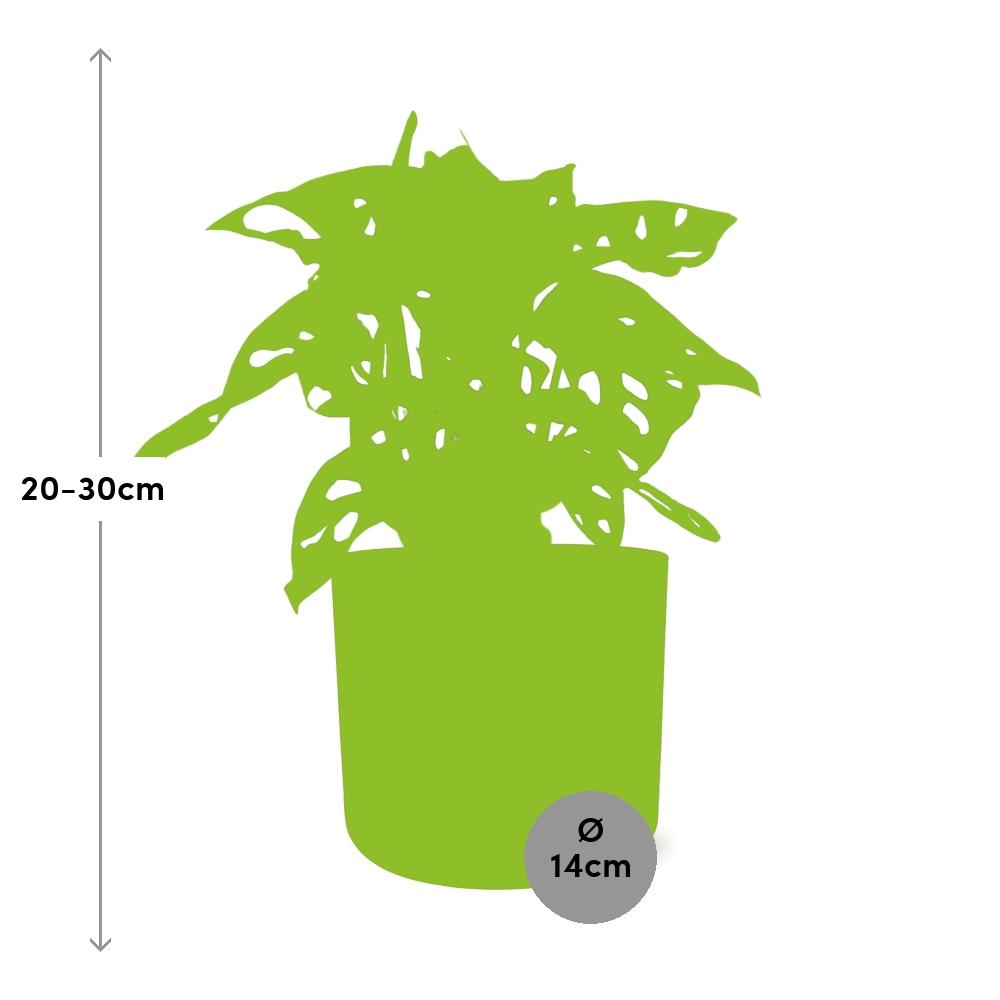 Monstera ‘Monkey Leaf’ im ELHO b.for soft Rond 14cm Brique