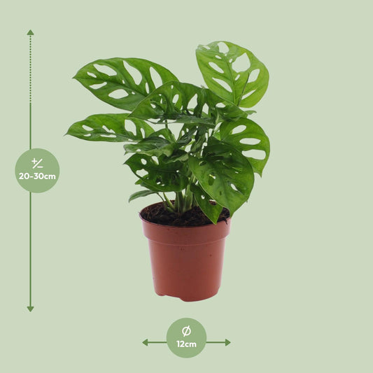 Monstera Monkey Leaf (Lochpflanze) Ø12cm – Pflegeleicht & Tropisch