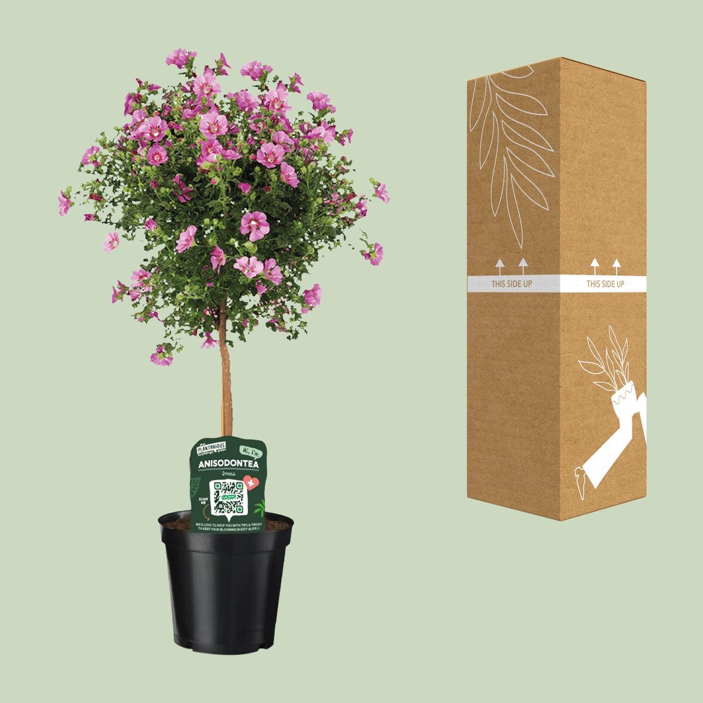 Anisodontea Elegans – Kapmalve im Ø19cm Topf, 75cm hoch