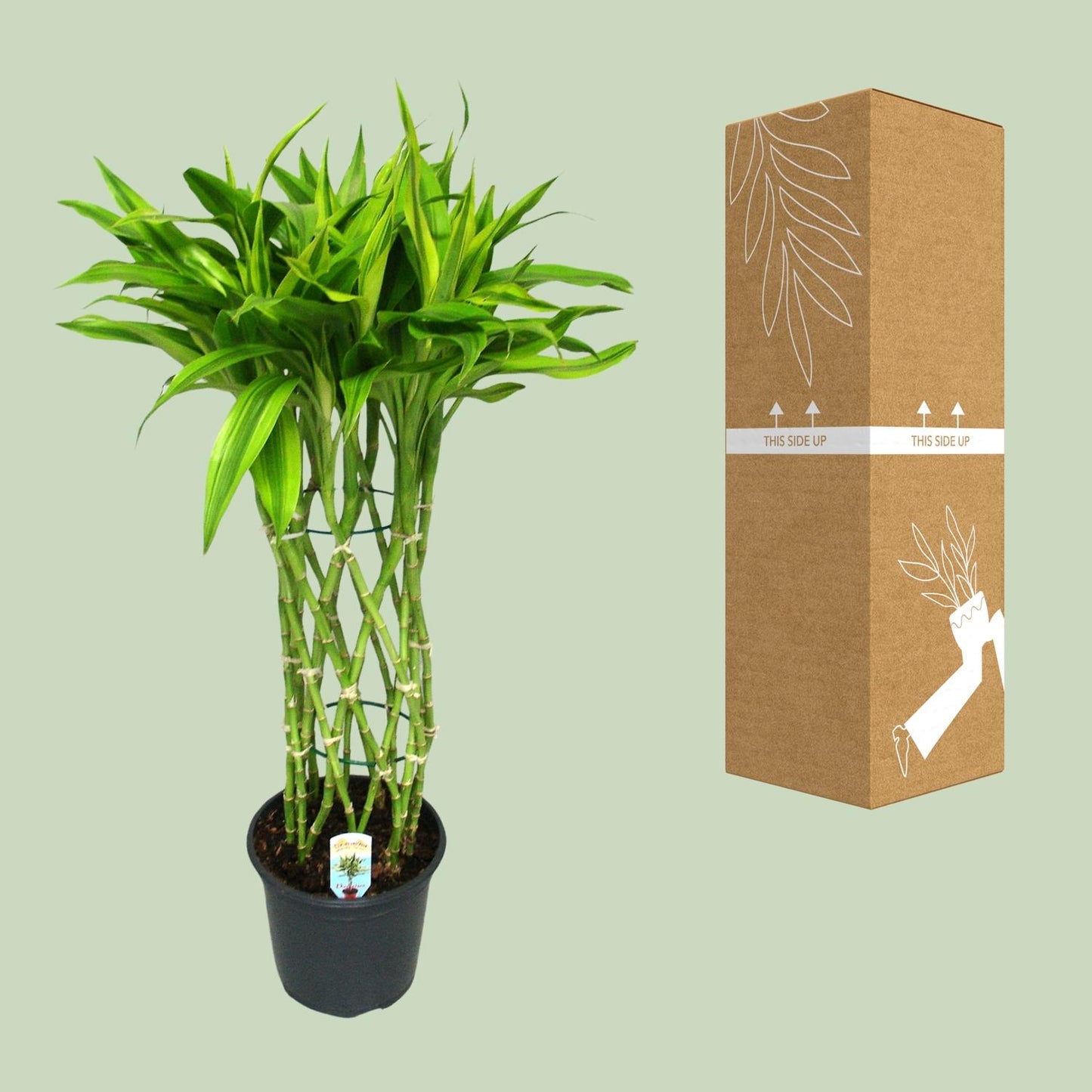 Dracaena Sandriana Gold – Eleganter Drachenbaum Ø19cm, 70cm hoch