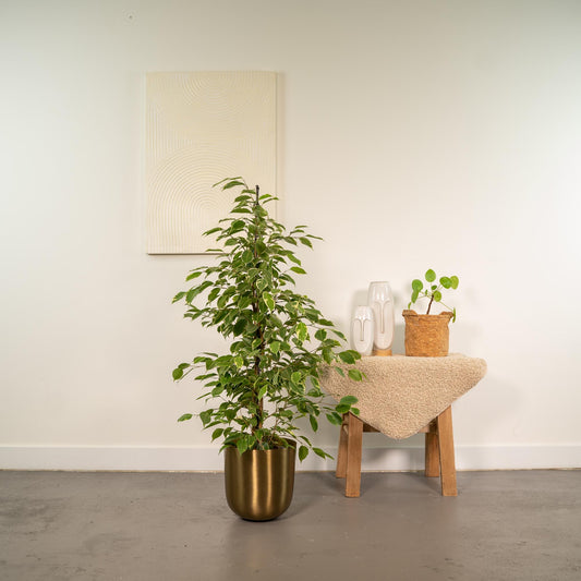 Ficus benjamina Goldenking – Pflegeleichter Blickfang Ø21cm
