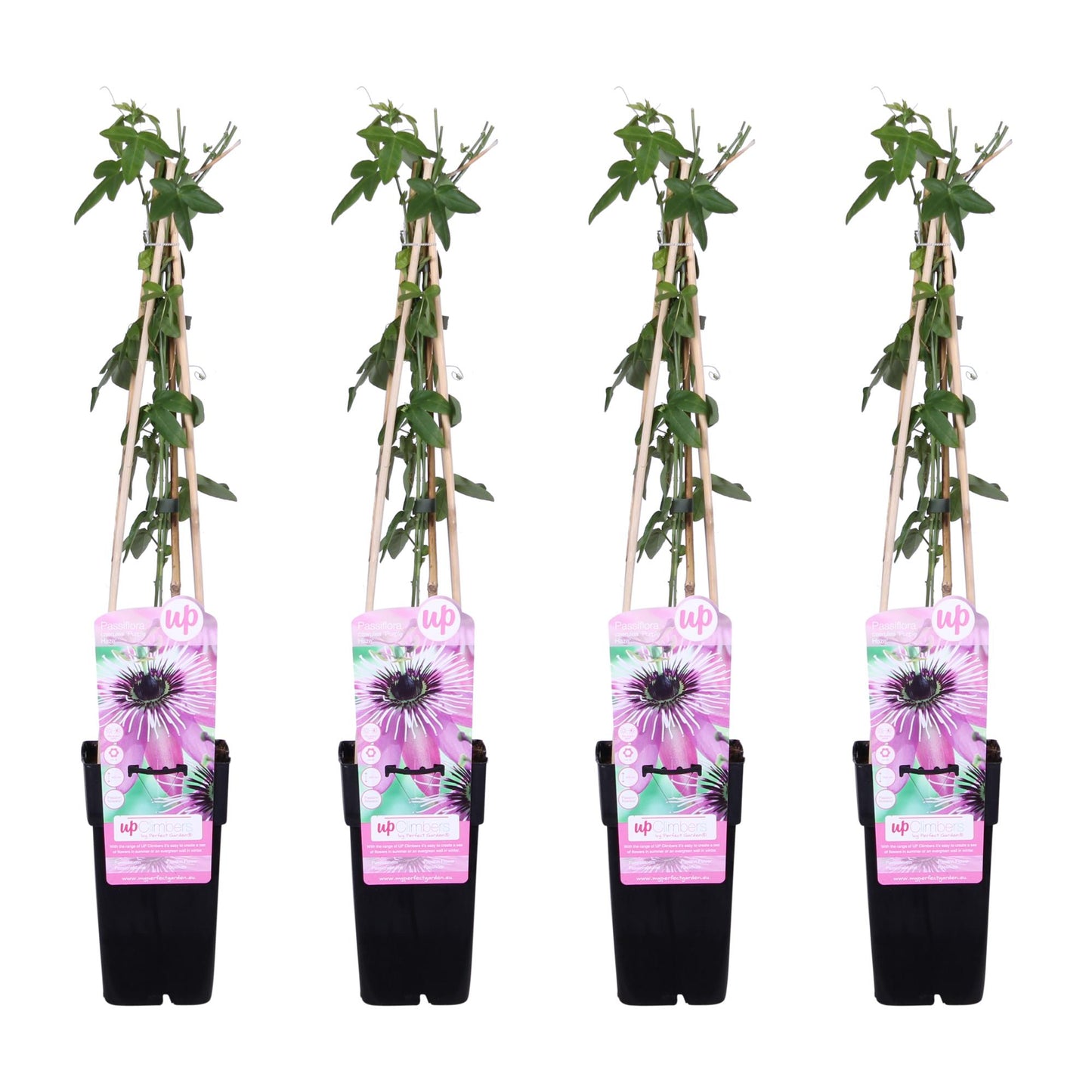 4x Passiflora 'Purple Haze' – Kletterpflanze mit lila Blüten