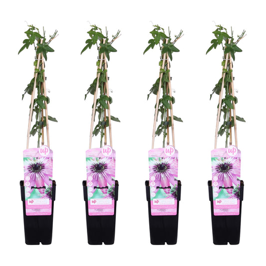 4x Passiflora 'Purple Haze' – Kletterpflanze mit lila Blüten