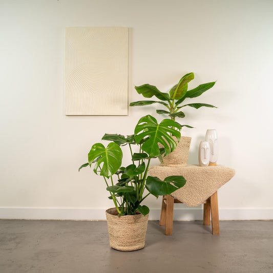 Monstera Deliciosa & Musa Dwarf Cavendish im Korb Ø21cm
