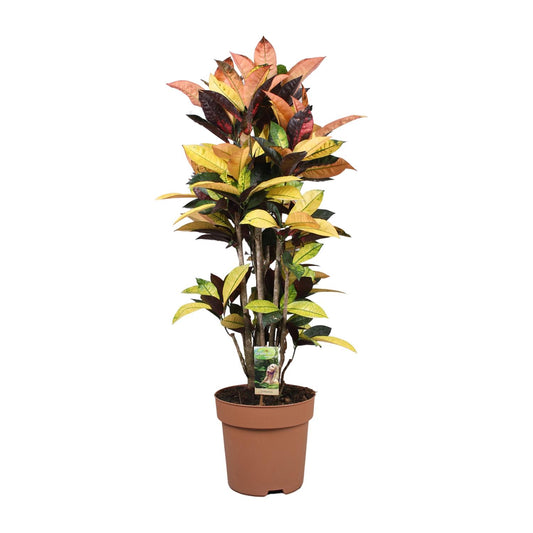 Codiaeum Mrs Iceton – Bunte, pflegeleichte Zimmerpflanze Ø27cm