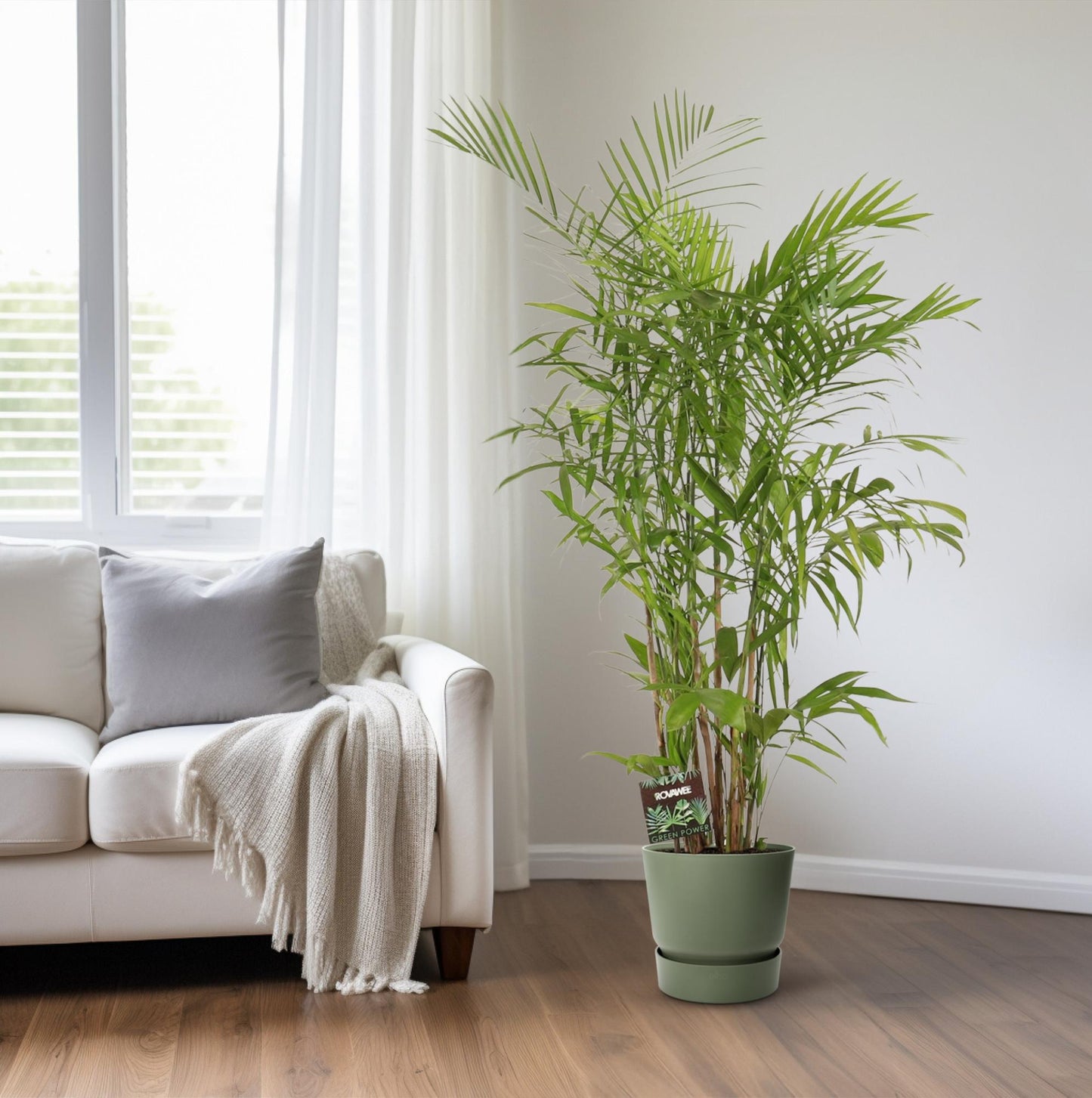 Chamaedorea Seifrizii – Elegante Zwergbergpalme für Innenräume