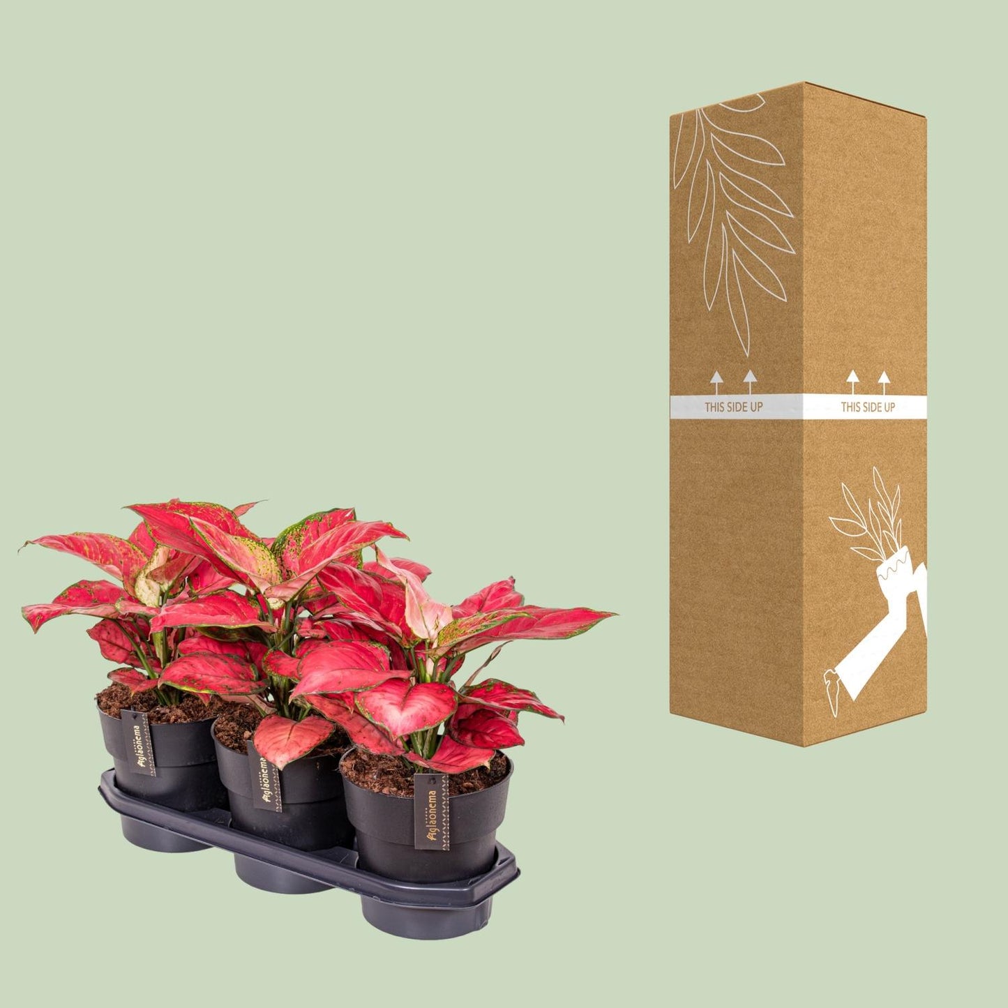 Aglaonema Red Joy – Pflegeleichte Zimmerpflanze Ø19cm