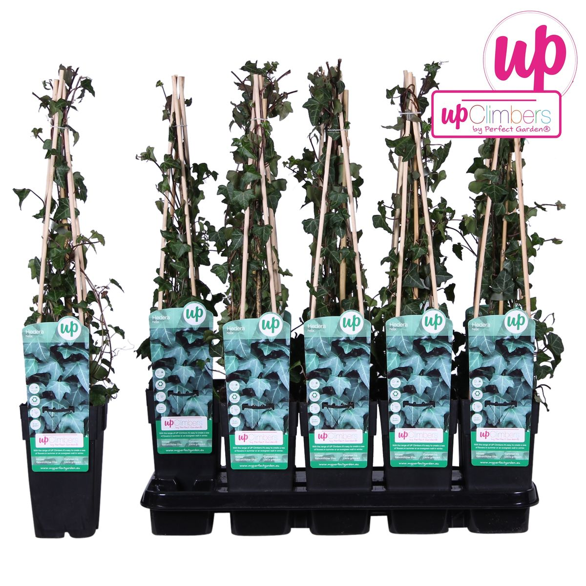 Hedera helix – Pflegeleichte Efeutute Ø15cm, 65cm hoch