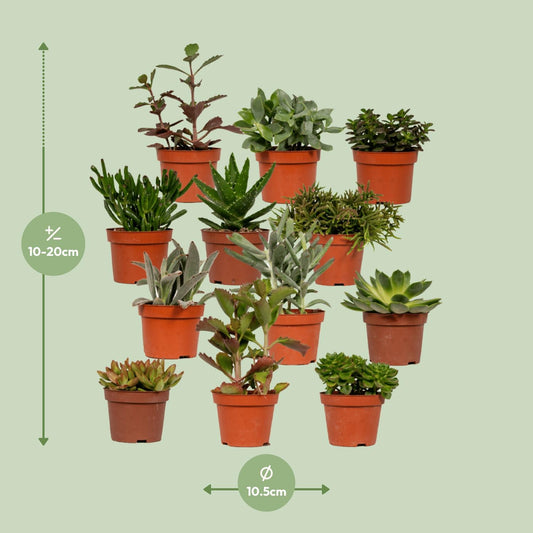 Echeveria Sukkulente – Pflegeleichte Zimmerpflanze Ø10,5cm