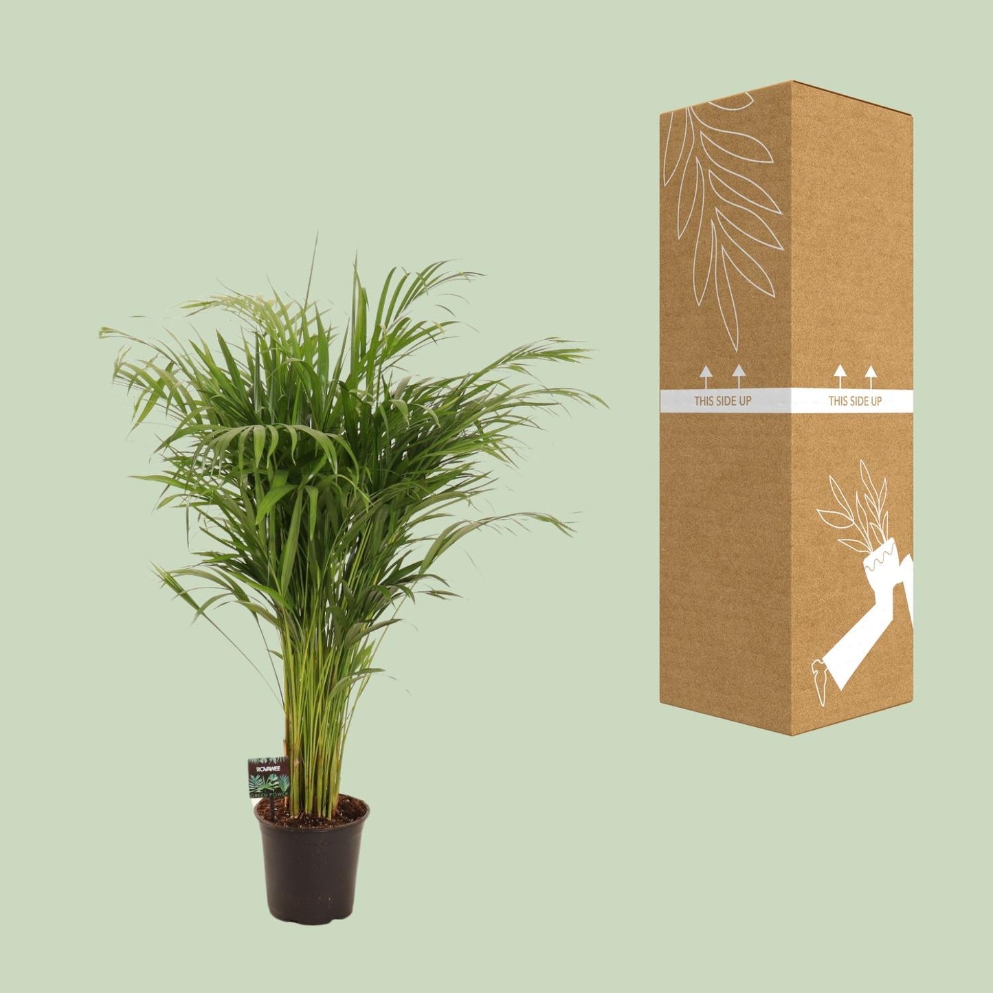 Dypsis Lutescens – Elegante Bambuspalme Ø21cm, 110cm hoch