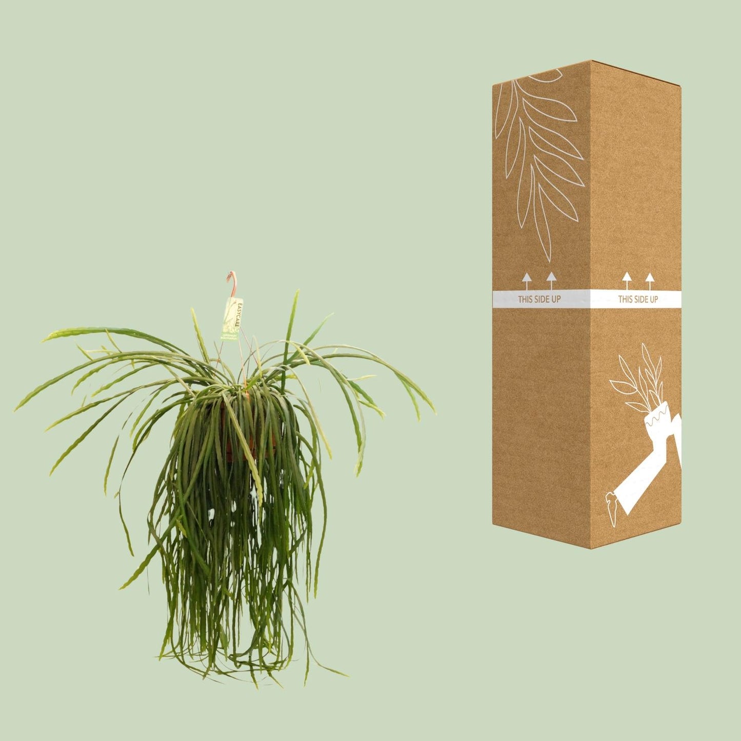 Lepismium Bolivianum – Pflegeleichter XXL-Kaktus Ø21 cm, 70 cm hoch