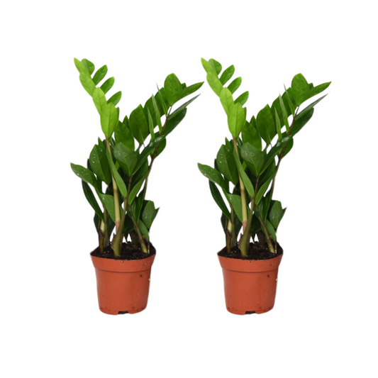 Zamioculcas Zamiifolia - 2er-Set, ø12cm, ca. 40cm hoch