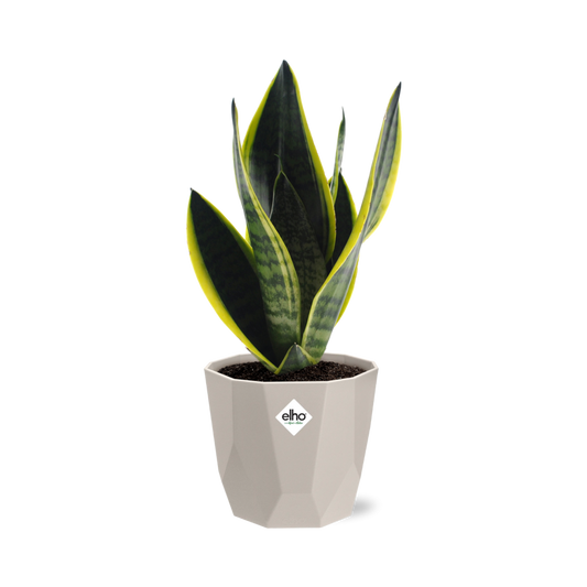 Sansevieria Futura Superba in ELHO b.for rock 14 cm warm grey