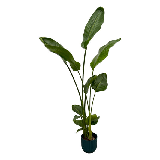 Strelitzia Nicolai mit elho Vibes Fold Round Topf - 100 cm