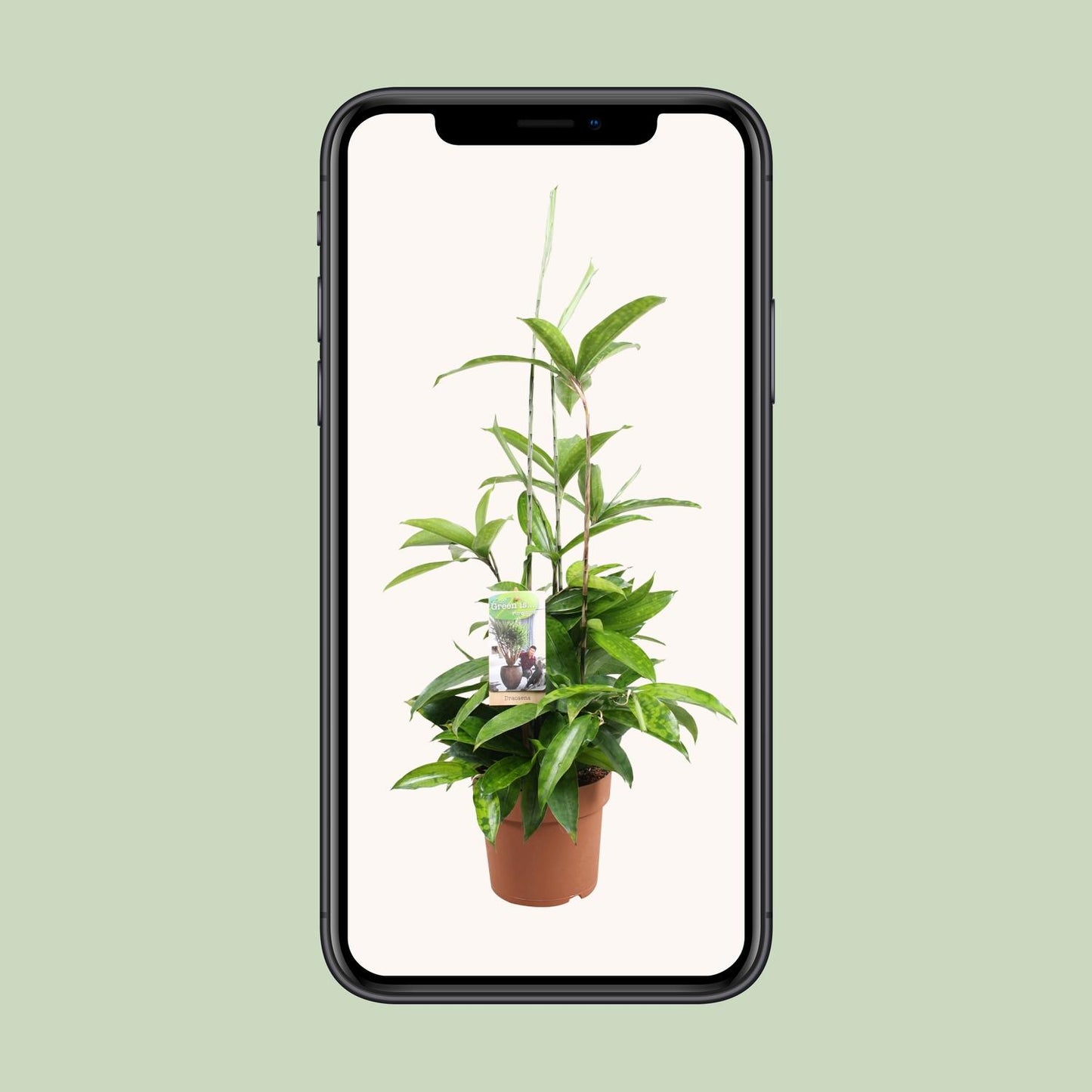 Dracaena Surculosa – Pflegleichter Drachenbaum Ø17cm, 55cm hoch