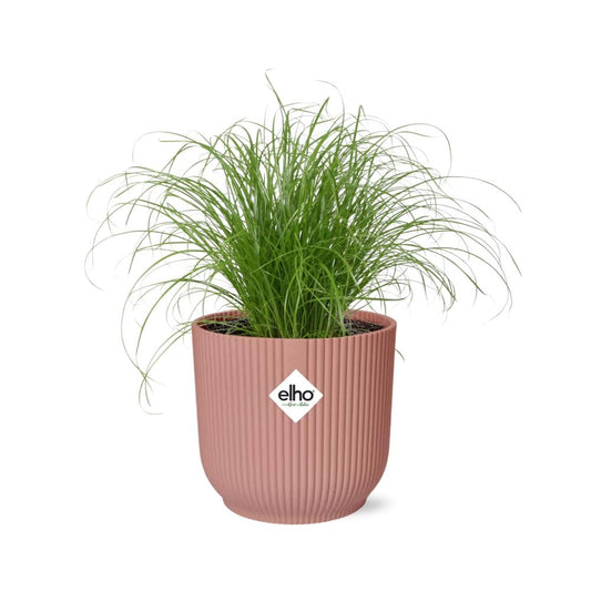 Cyperus Alternifolius Zumula in ELHO Vibes Fold 14cm rosa