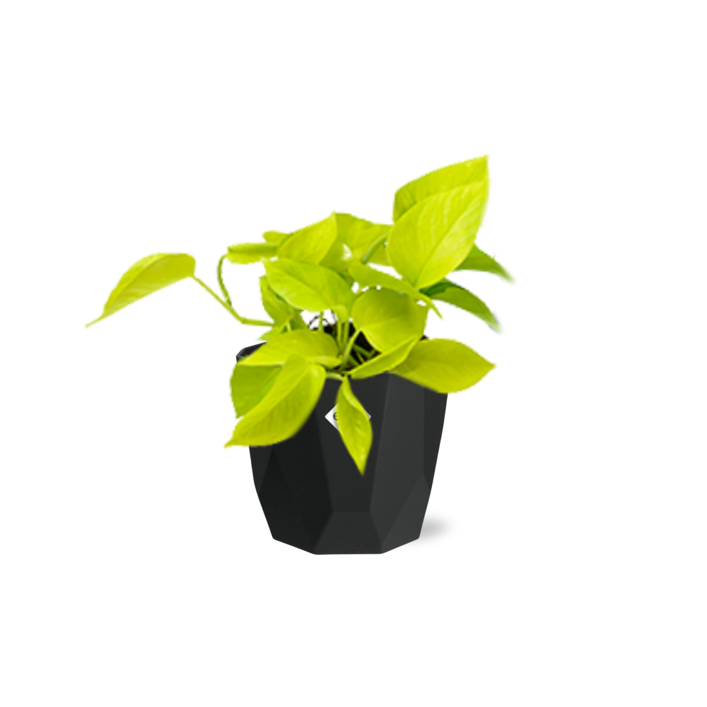 Epipremnum Pinnatum ‘Golden Pothos’ – Pflegeleichte Kletterpflanze in 14cm Topf