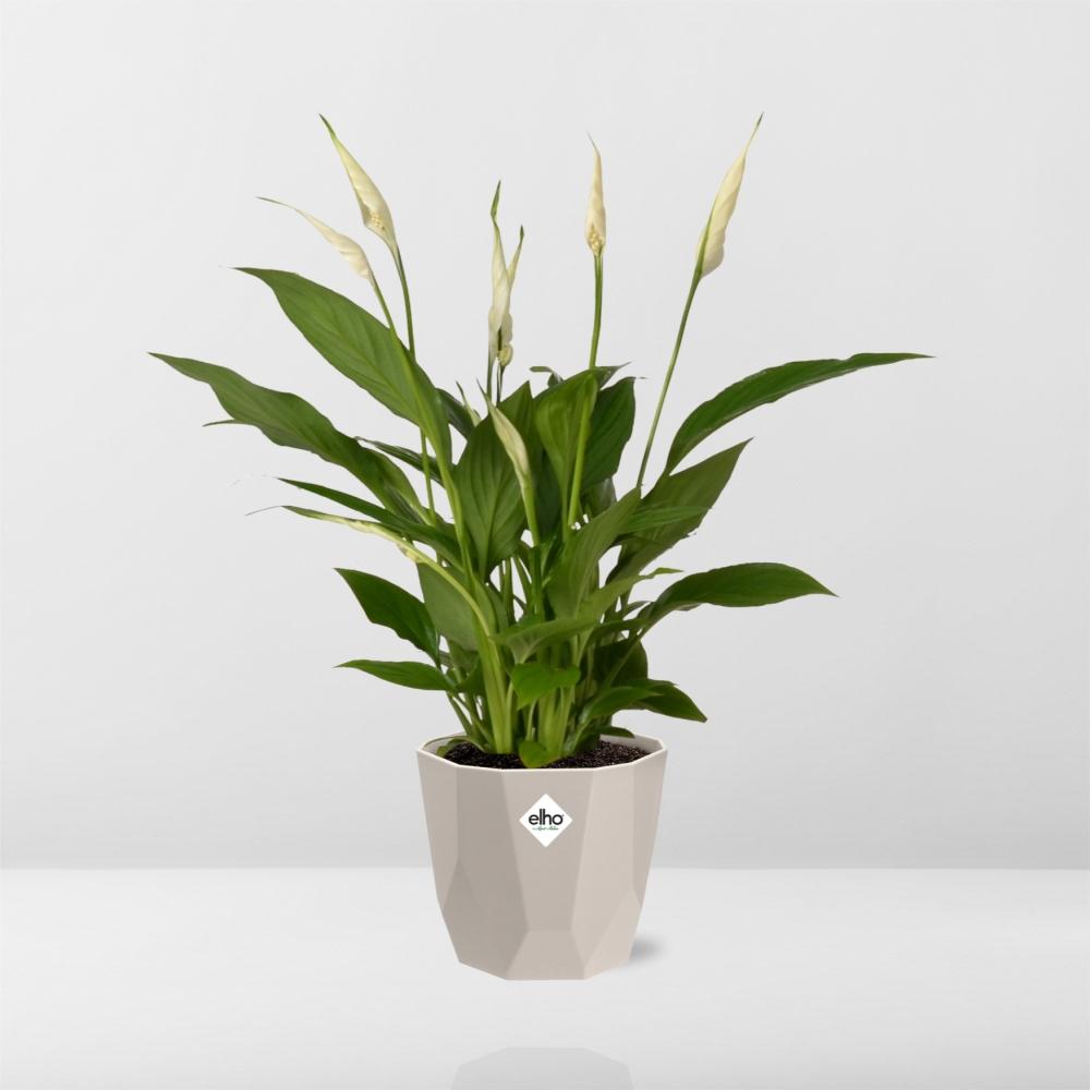 Spathiphyllum Torelli 12 cm in ELHO b.for rock Topf warm grey