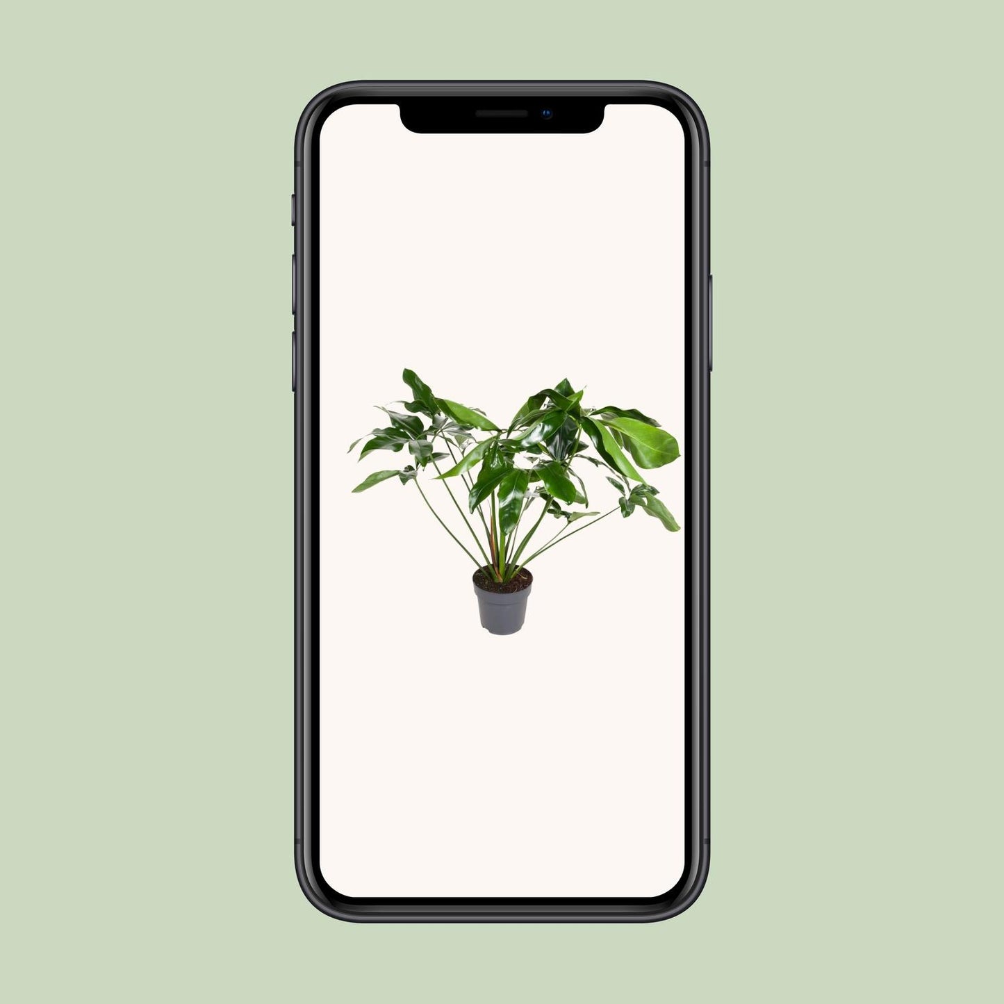 Philodendron Green Wonder – Pflegeleichte XXL-Zimmerpflanze Ø24cm