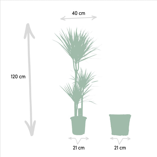 Dracaena Marginata mit Korb – 120 cm – Ø 21 cm