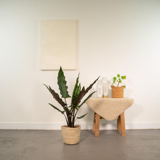 Alocasia Lauterbachiana Ø19cm mit Korb Selin – Pflegeleicht & Luftreinigend