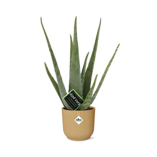 Aloe Vera 12cm im ELHO Vibes Fold 14cm gelb – Pflegeleicht & Luftreinigend