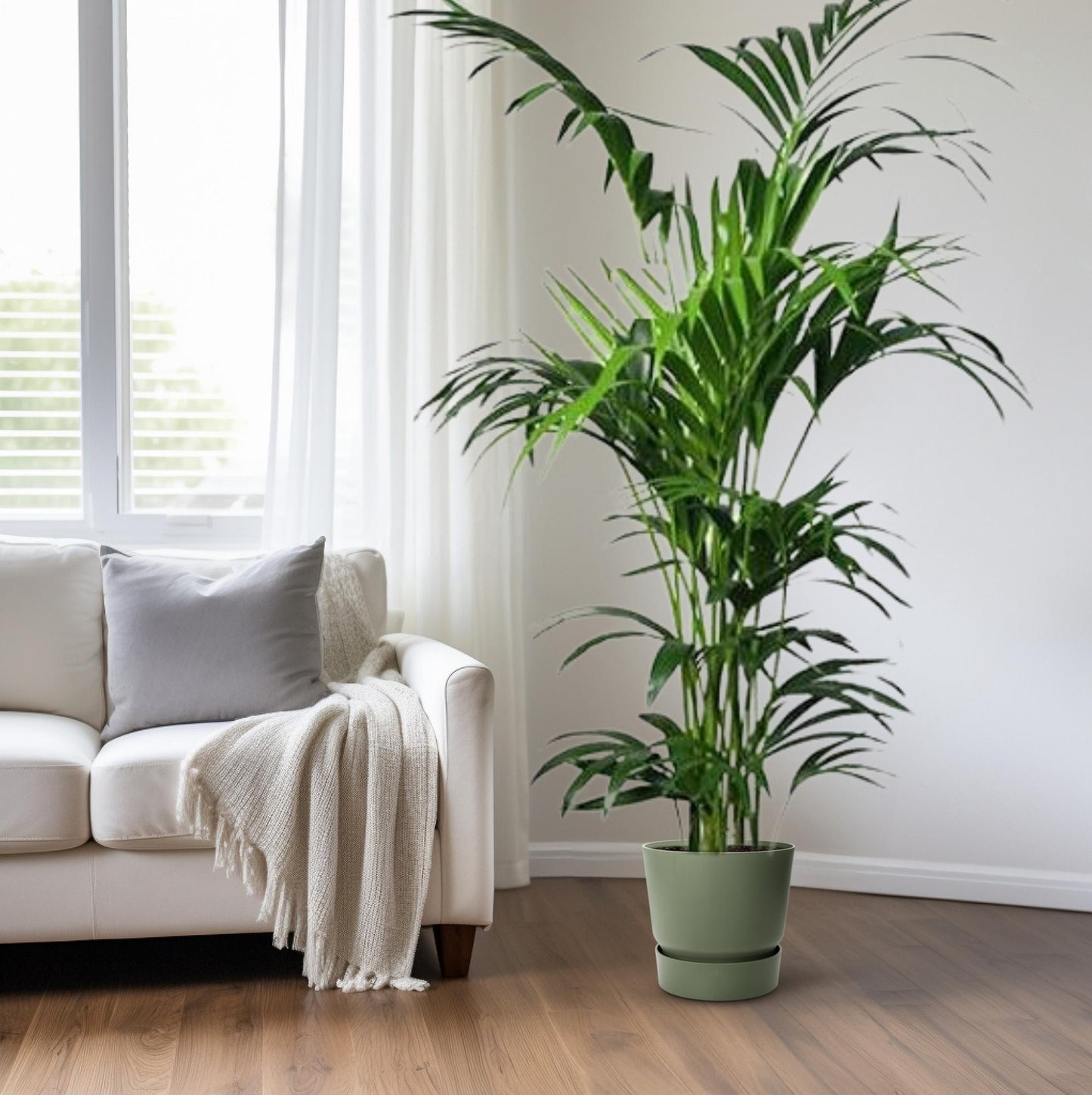 Howea Kentia-Palme Ø24cm – 180cm hoch, pflegeleicht & elegant