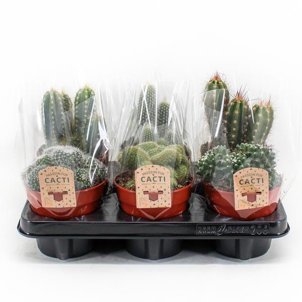 Cactus Mix P12 – 6er Set – Ø12cm – pflegeleichte Kakteen