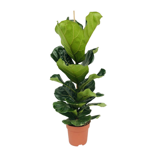 Ficus Lyrata - Große Blätter, Ø21cm, 110cm Höhe