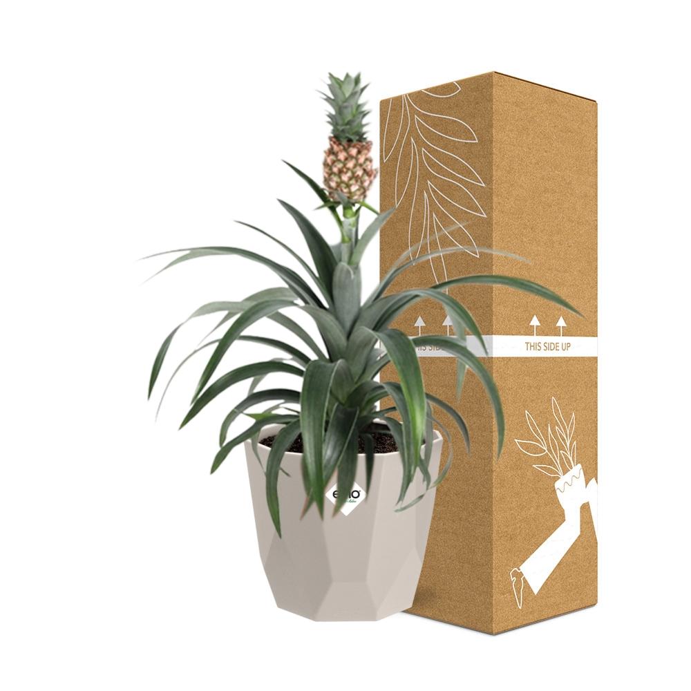Ananas-Pflanze in ELHO b.for rock 14 cm warm grey