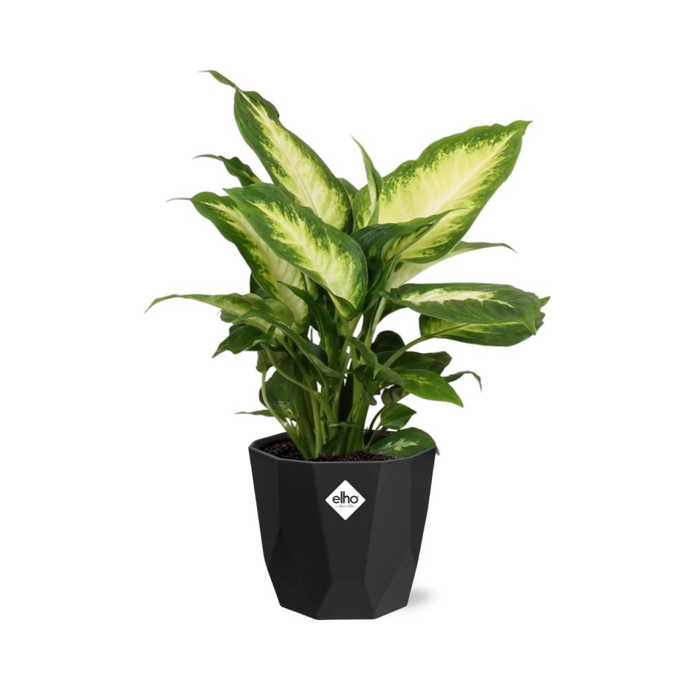 Dieffenbachia ‘Camilla’ – Pflegeleichte Zimmerpflanze im 14cm Topf