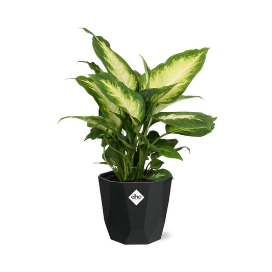Dieffenbachia ‘Camilla’ – Pflegeleichte Zimmerpflanze im 14cm Topf