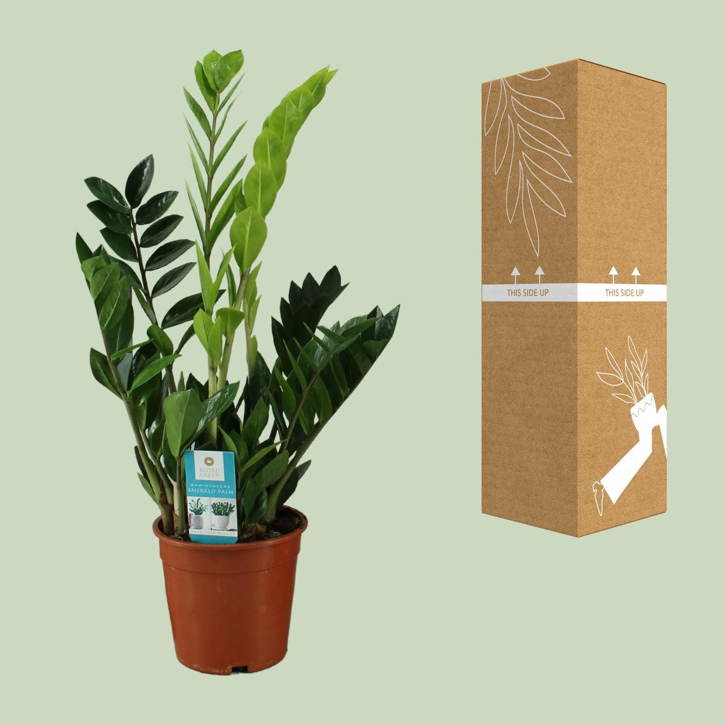Zamioculcas Zamiifolia – Pflegeleichte Zimmerpflanze Ø17cm, 65cm hoch