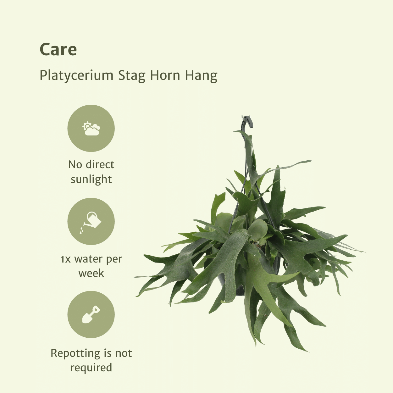 Platycerium Hertshoorn Geweihfarn Ø21cm, Hängend bis 50cm