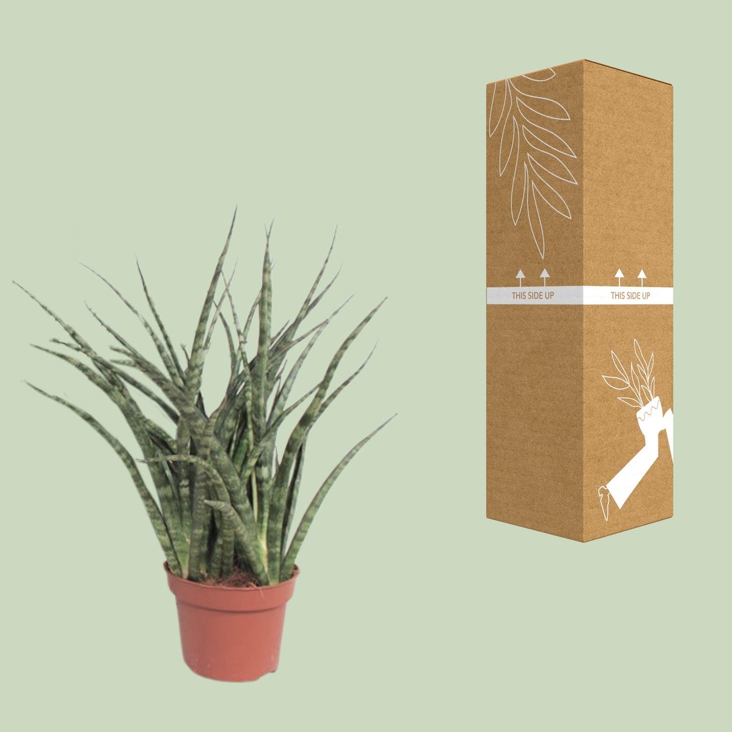 Sansevieria Fernwood Punk – Pflegeleichte Schwiegermutterzunge Ø12cm