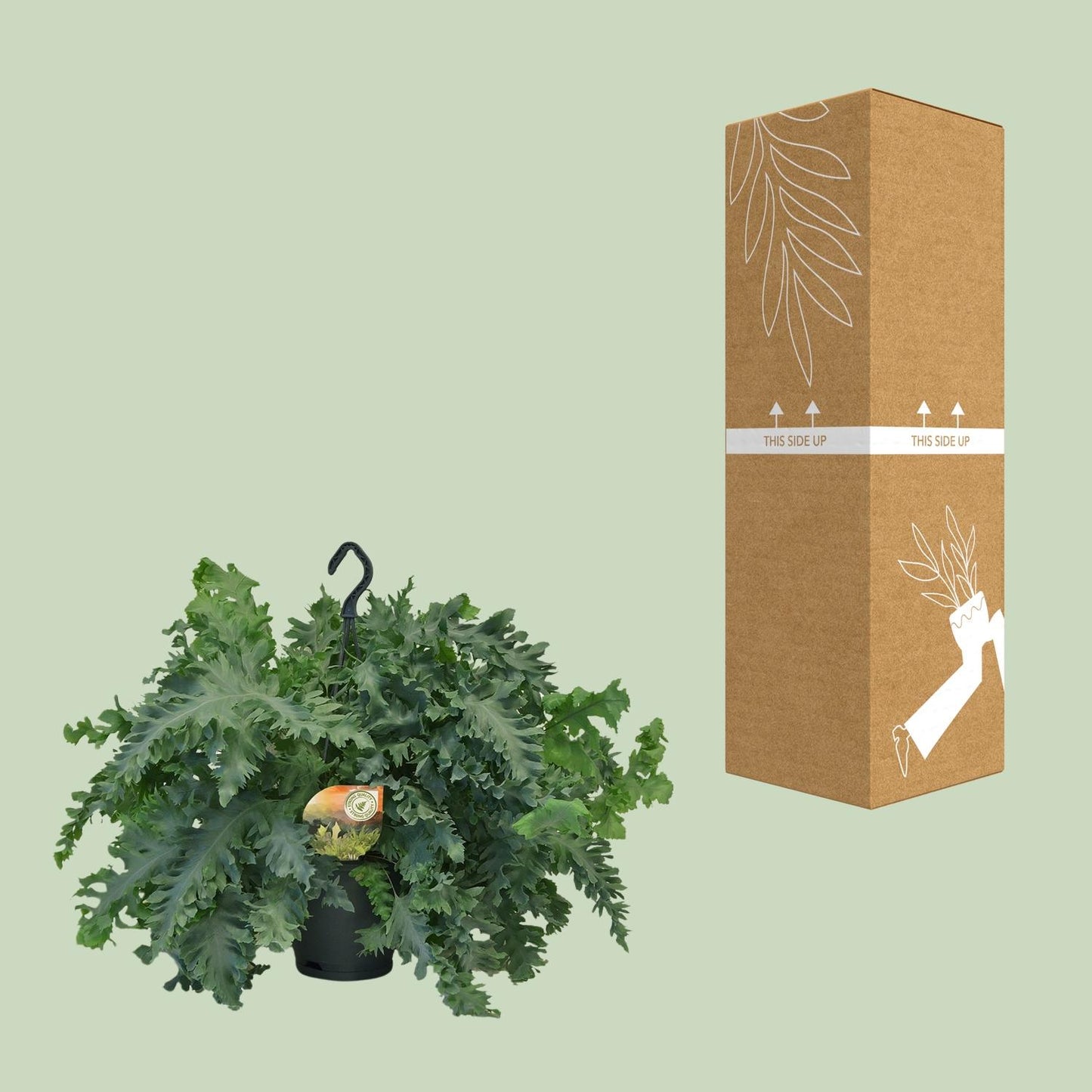 Phlebodium Davana – Goldener Farn Ø20cm, 40cm Höhe