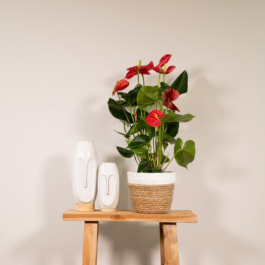 Anthurium Red – Pflegeleichte Zimmerpflanze Ø17cm