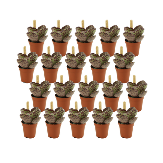 Kalanchoe Humilis Set – 20 pflegeleichte Pflanzen Ø5,5cm