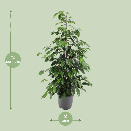 Ficus benjamina Danielle – Pflegeleichte Zimmerpflanze Ø21cm