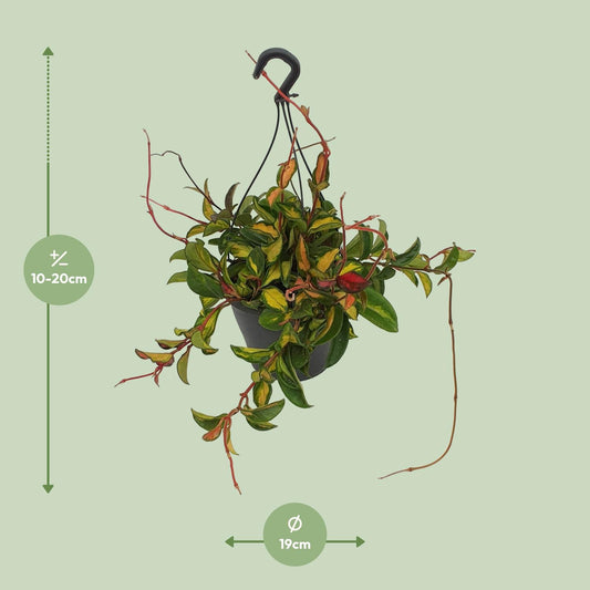 Hoya Carnosa Tricolor – Pflegeleichte Wachsblume Ø19cm