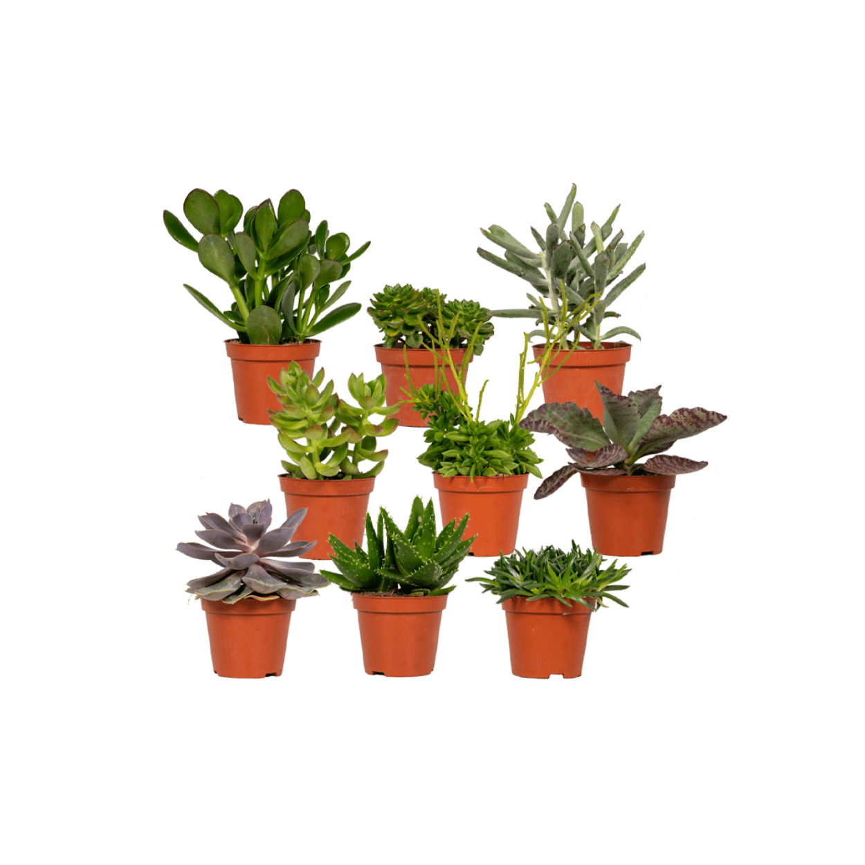 Everspring Sukkulenten Mix – 18 pflegeleichte Pflanzen