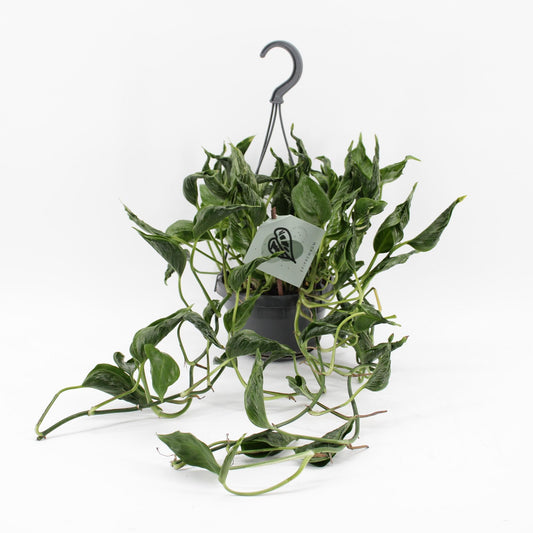 Epipremnum Pinnatum Aureum Shangri-La – Exotische Hängepflanze Ø14cm